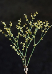 Eriogonum nidularium