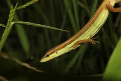 Takydromus sexlineatus