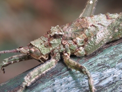 Dasyscelus dilatatus