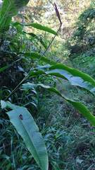 Heliconia latispatha