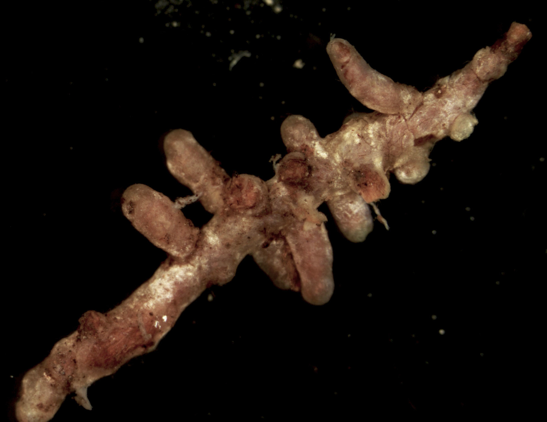 Boletus pruinatus image