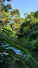 Heliconia latispatha