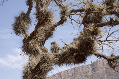 Tillandsia lorentziana