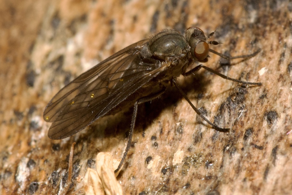 Black-fringed Moss Snipefly
