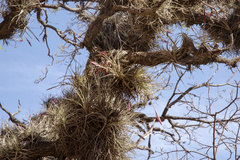 Tillandsia lorentziana