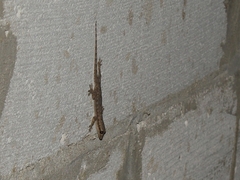 Hemidactylus platyurus