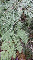 Lophosoria quadripinnata
