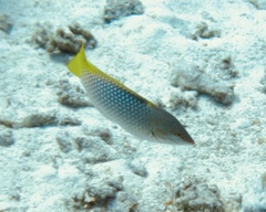 Halichoeres hortulanus