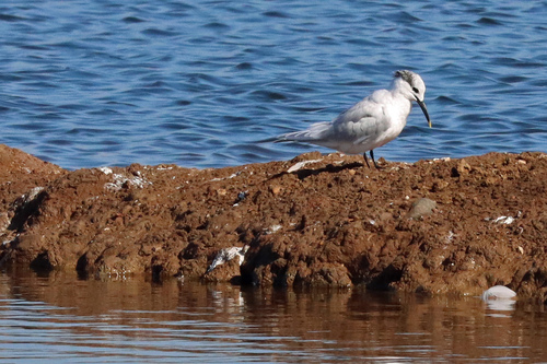 Charrán patinegro (Thalasseus sandvicensis)