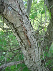Salix babylonica tortuosa