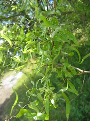 Salix babylonica tortuosa
