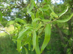 Salix babylonica tortuosa