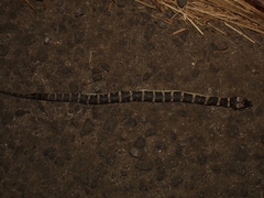 Homalopsis buccata
