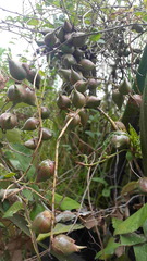 Asparagales