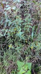 Pavonia sepium