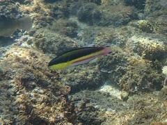 Thalassoma lucasanum