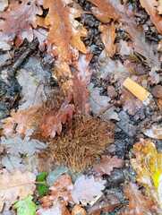 Andricus caputmedusae