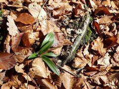 Orchis anthropophora