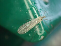 Trichoceridae