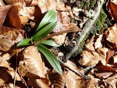 Orchis anthropophora