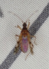 Ozophora picturata