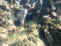 Abudefduf troschelii