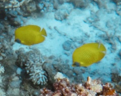 Chaetodon semilarvatus