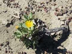 Grindelia chiloensis
