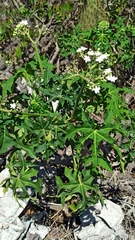 Cnidoscolus aconitifolius