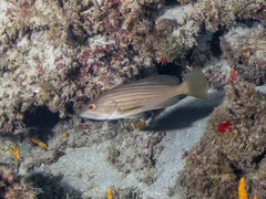 Epinephelus costae