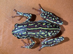 Hyperolius parallelus