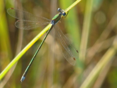 Lestes virens