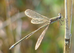Lestes virens