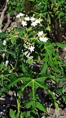 Cnidoscolus aconitifolius