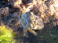 Cyrtograpsus angulatus