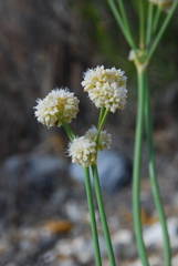 Eriogonum nudum westonii