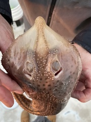 Leucoraja erinaceus