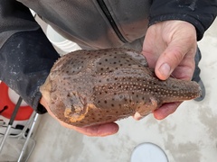 Leucoraja erinaceus