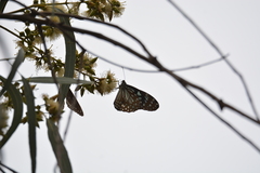 Tirumala limniace