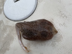 Leucoraja erinaceus