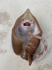 Leucoraja erinaceus