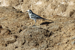 Motacilla alba alba