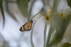 Danaus genutia