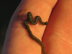 Eulalia clavigera