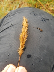 Anthoxanthum odoratum