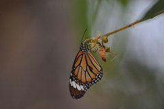 Danaus genutia