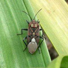Spilostethus pandurus elegans