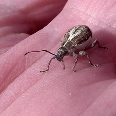 Sciobius