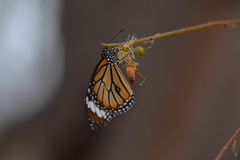 Danaus genutia