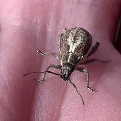 Sciobius